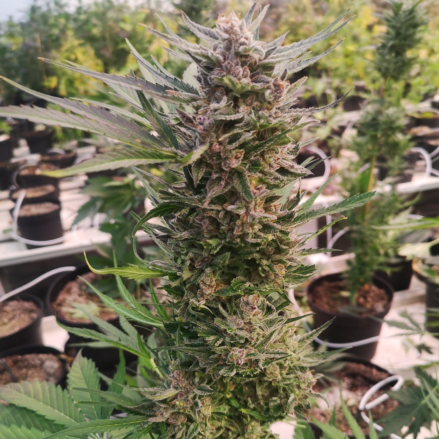 AK47 Samen Automatik Lucky Hemp