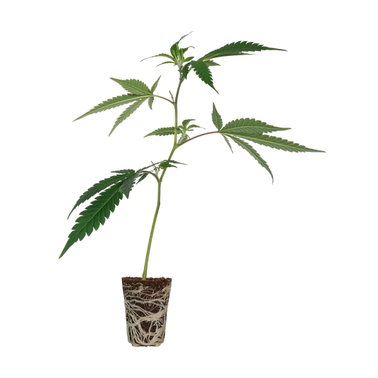 Gogurtz Steckling Steckling Lucky Hemp
