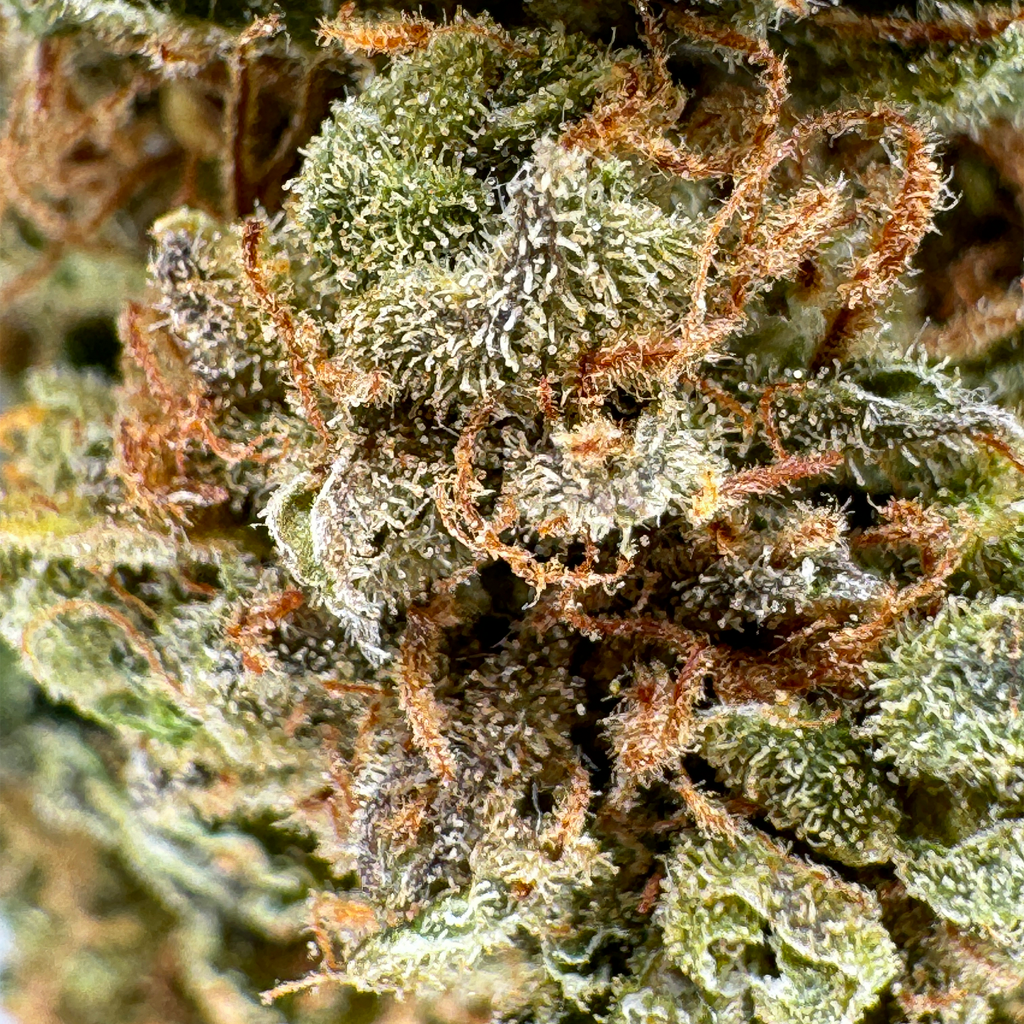 Berry Kush Productos a granel