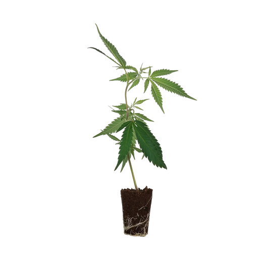 Blue Zushi Steckling Steckling Lucky Hemp