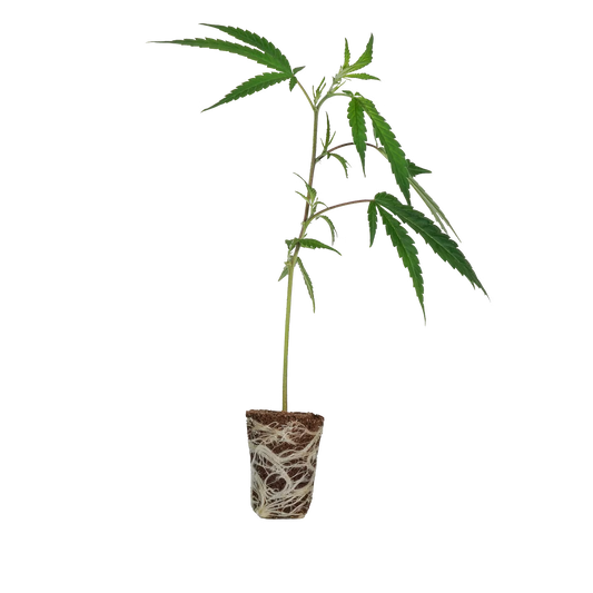 Cake & Punch Steckling Steckling Lucky Hemp