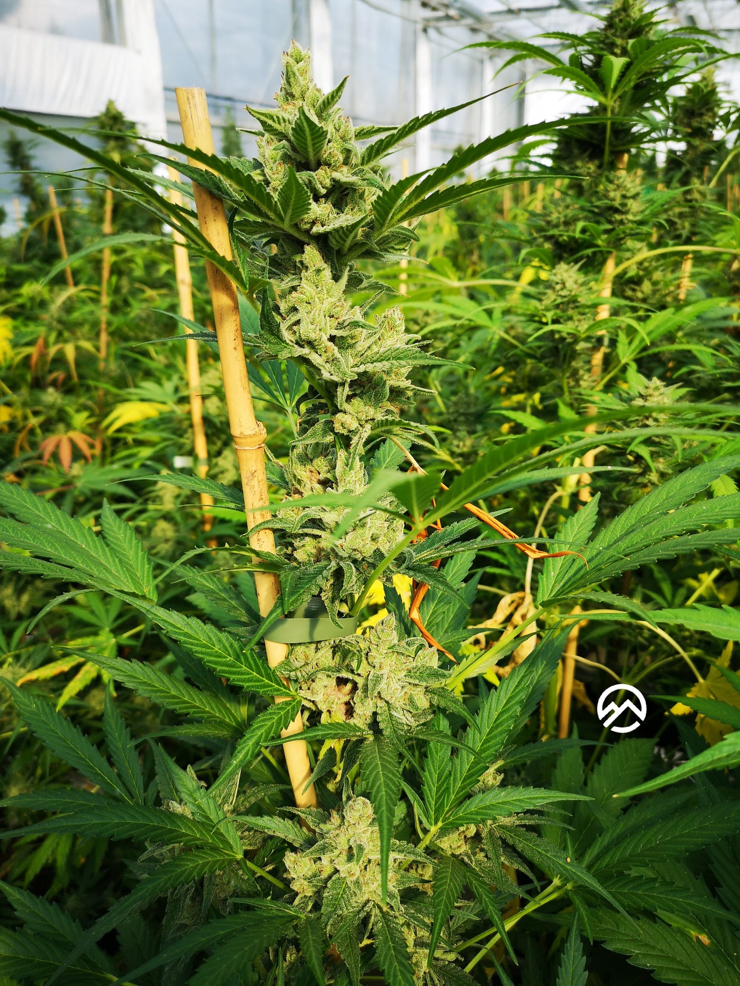 Cookies Samen Automatik Lucky Hemp