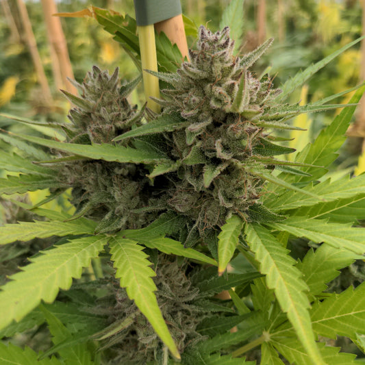Cookies Samen Automatik  Lucky Hemp