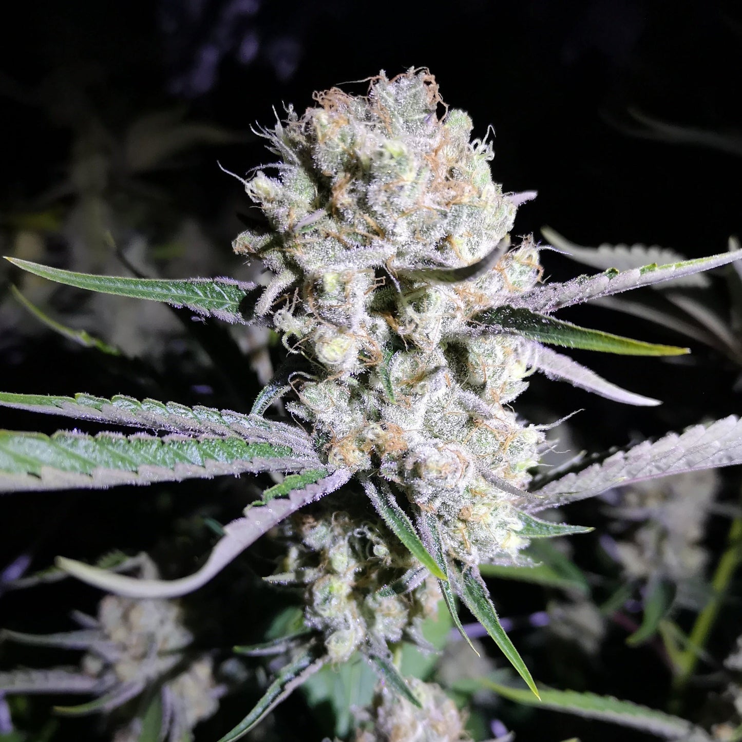 Cricitcal Samen Feminisiert  Lucky Hemp