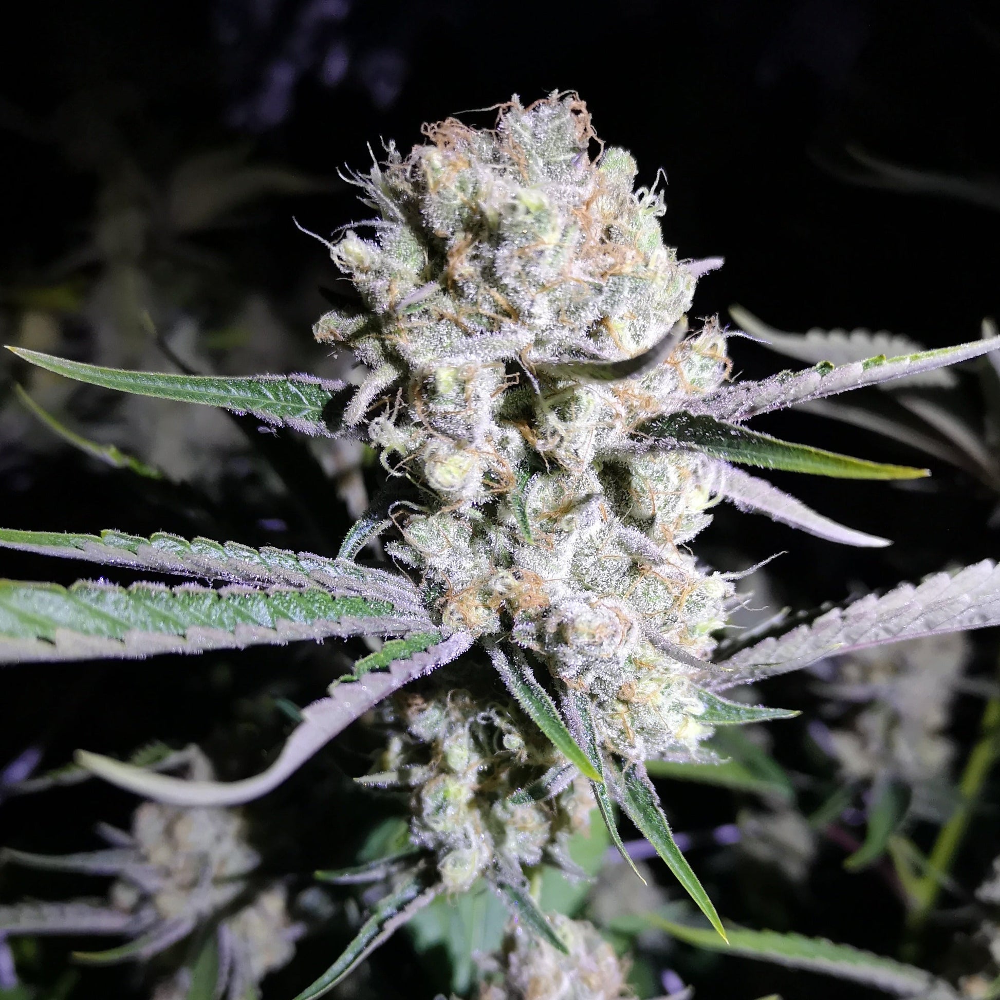 Cricitcal Samen Feminisiert  Lucky Hemp