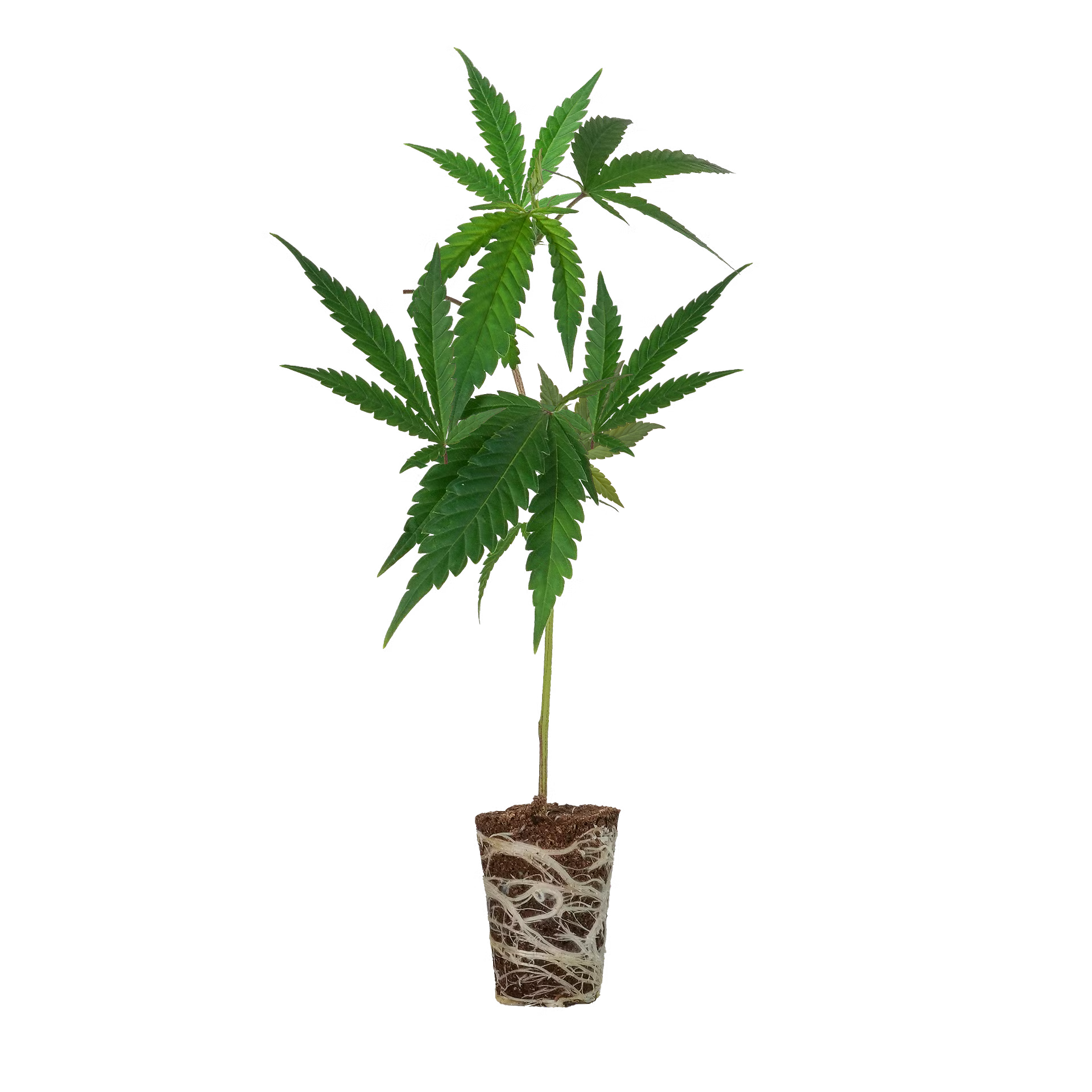 Critical + 2.0 Steckling Steckling Lucky Hemp