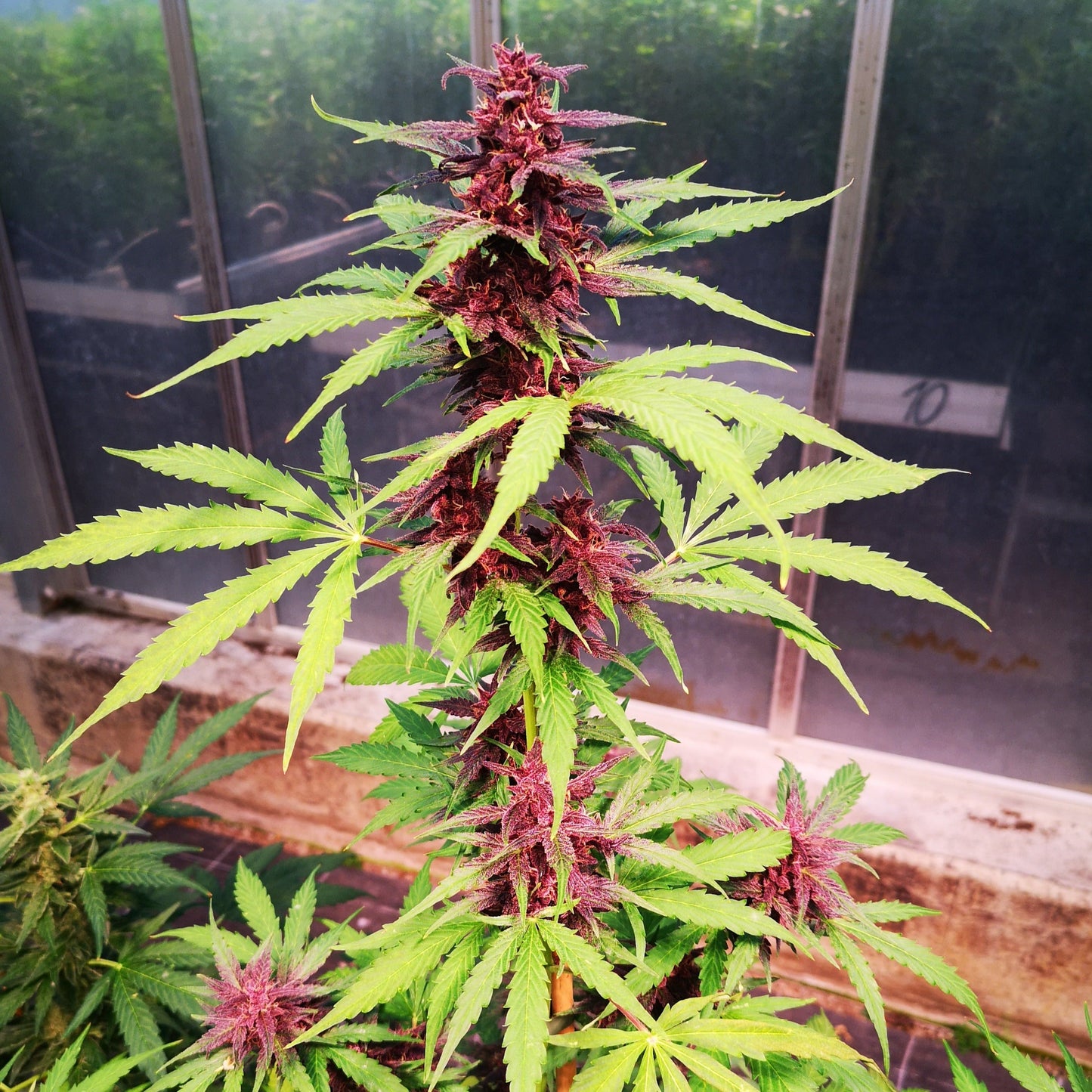 Gelato Samen Automatik  Lucky Hemp