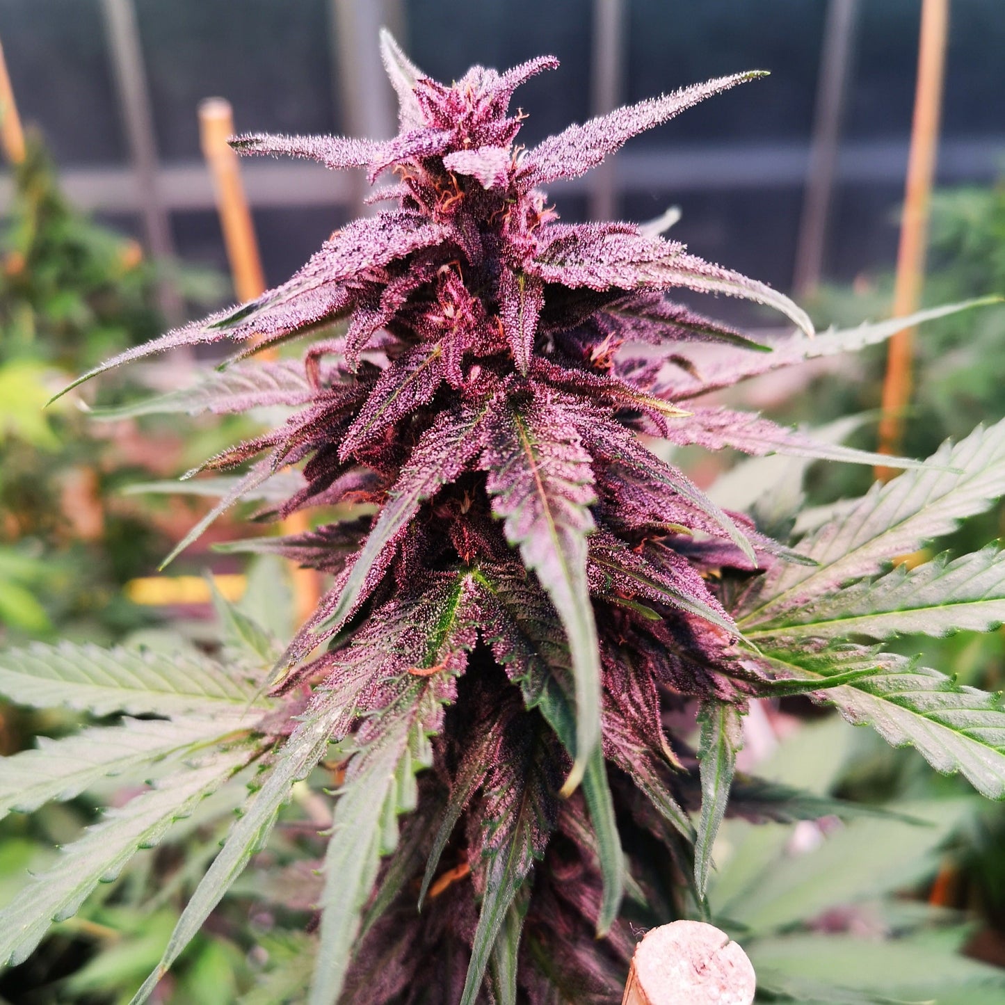 Gelato Samen Automatik  Lucky Hemp