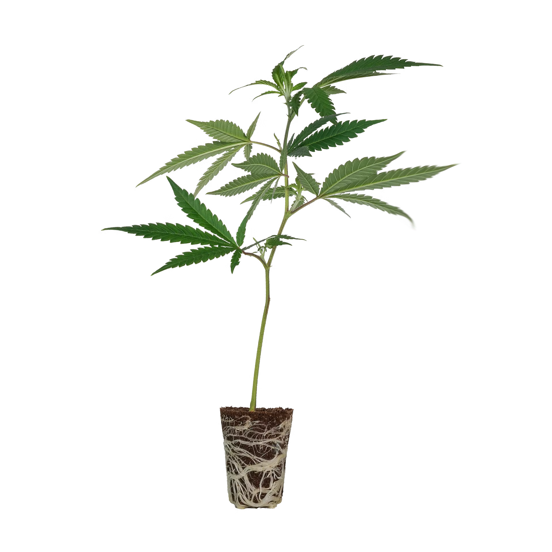 LSD Steckling Steckling Lucky Hemp