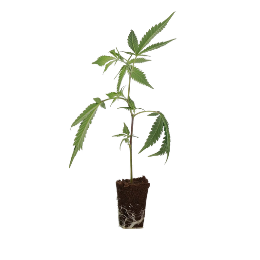 OG Kush Steckling Steckling Lucky Hemp