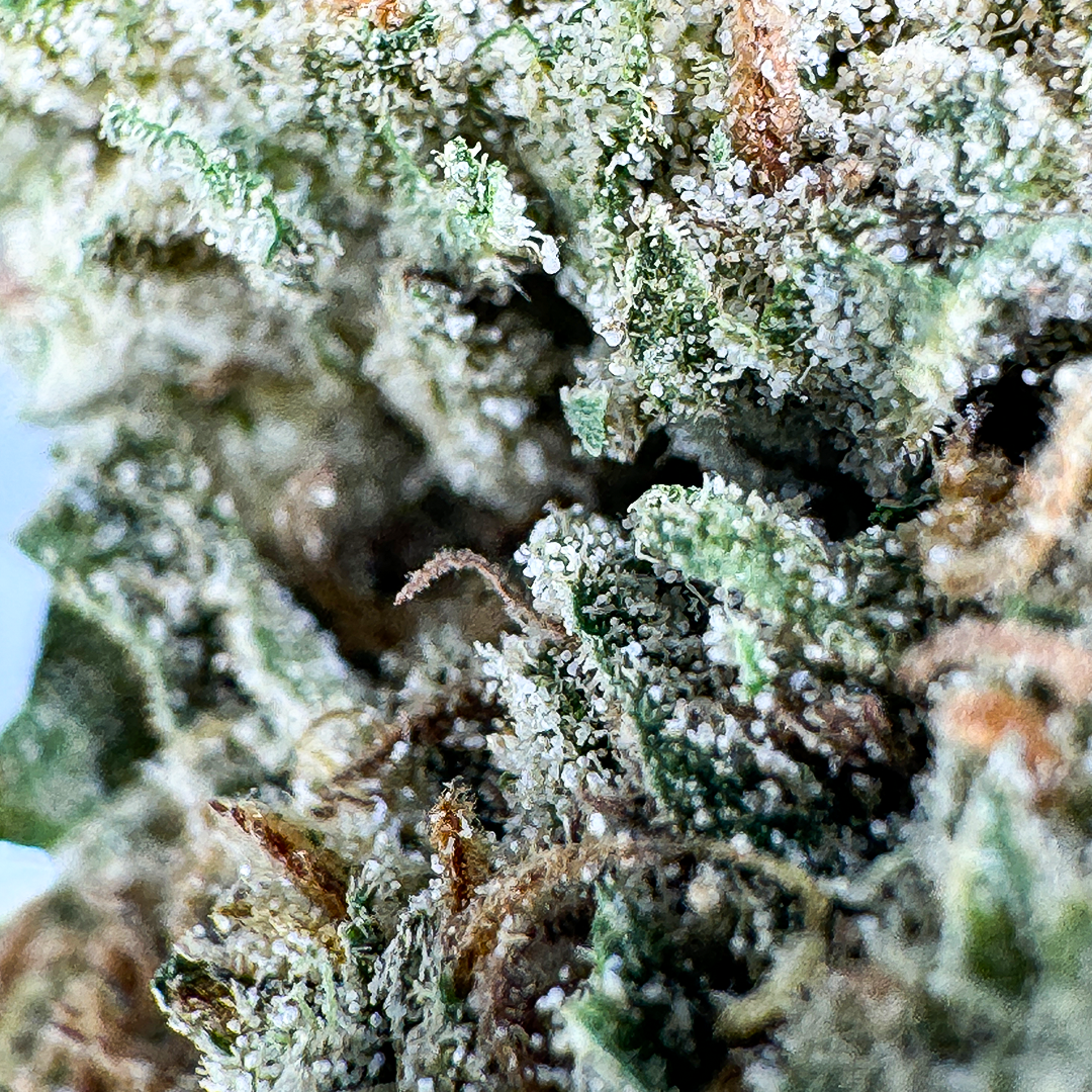 Oreoz Blüten Lucky Hemp