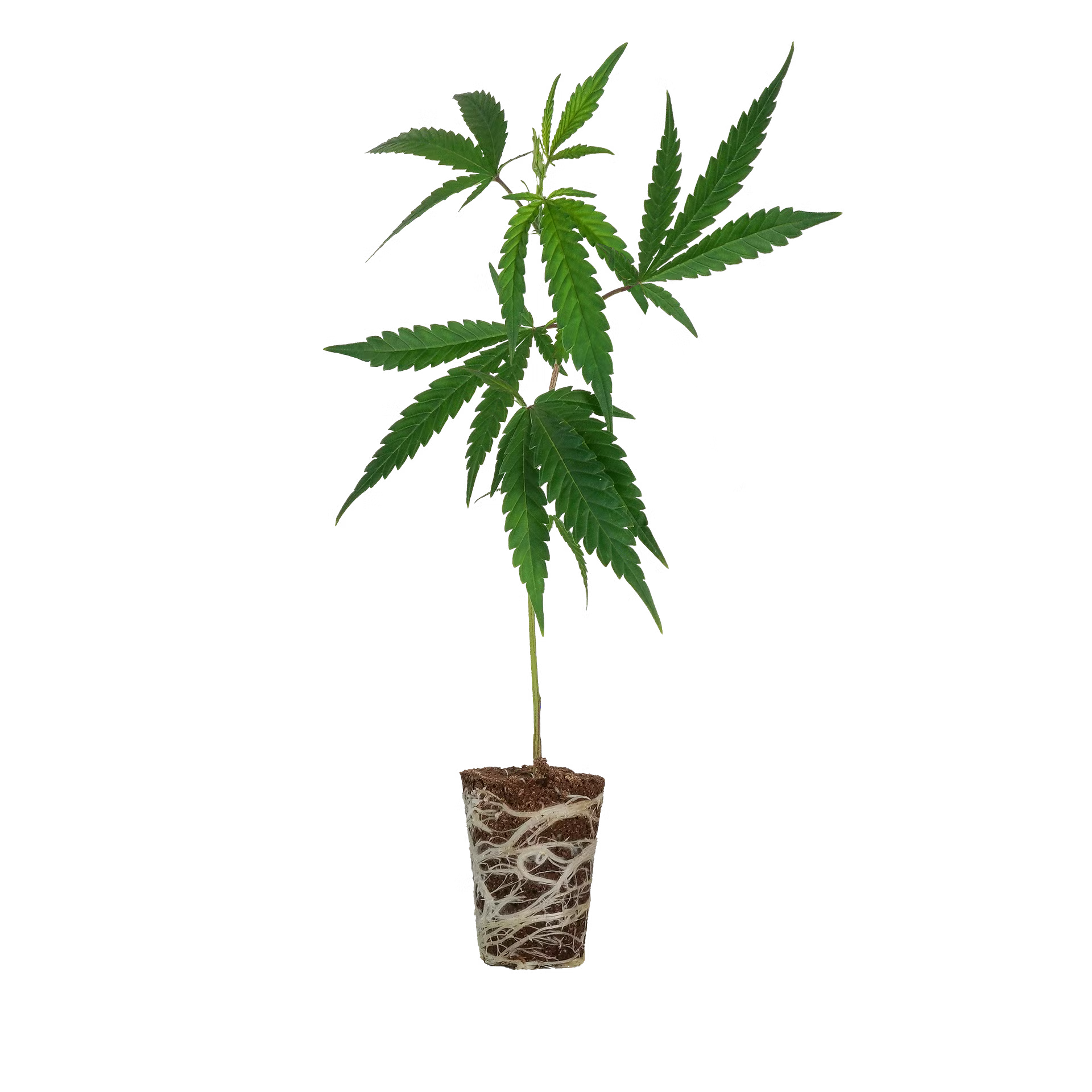 Platinum Chunck Cookies Steckling Steckling Lucky Hemp