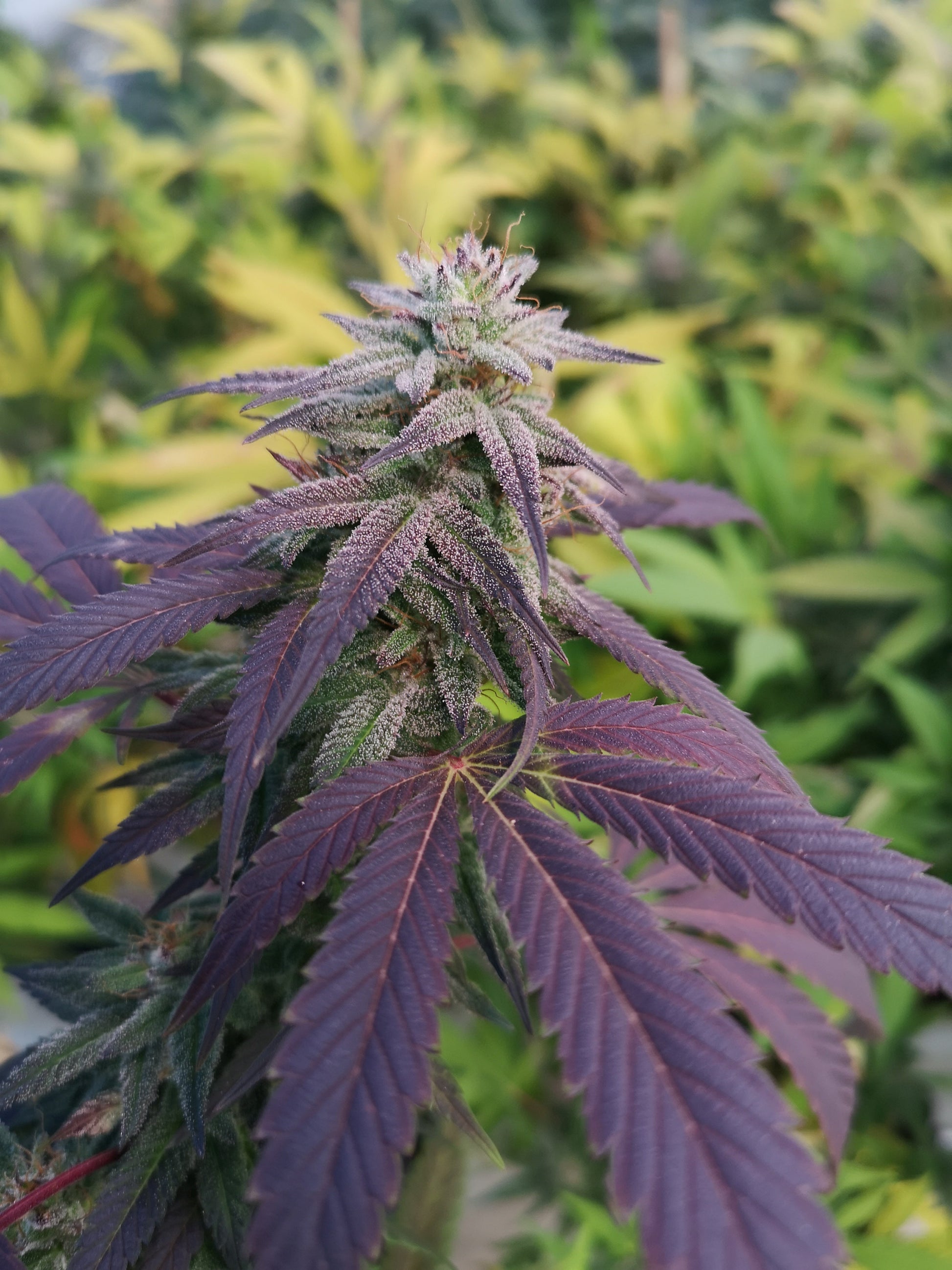 Skizzlez Samen Automatik  Lucky Hemp