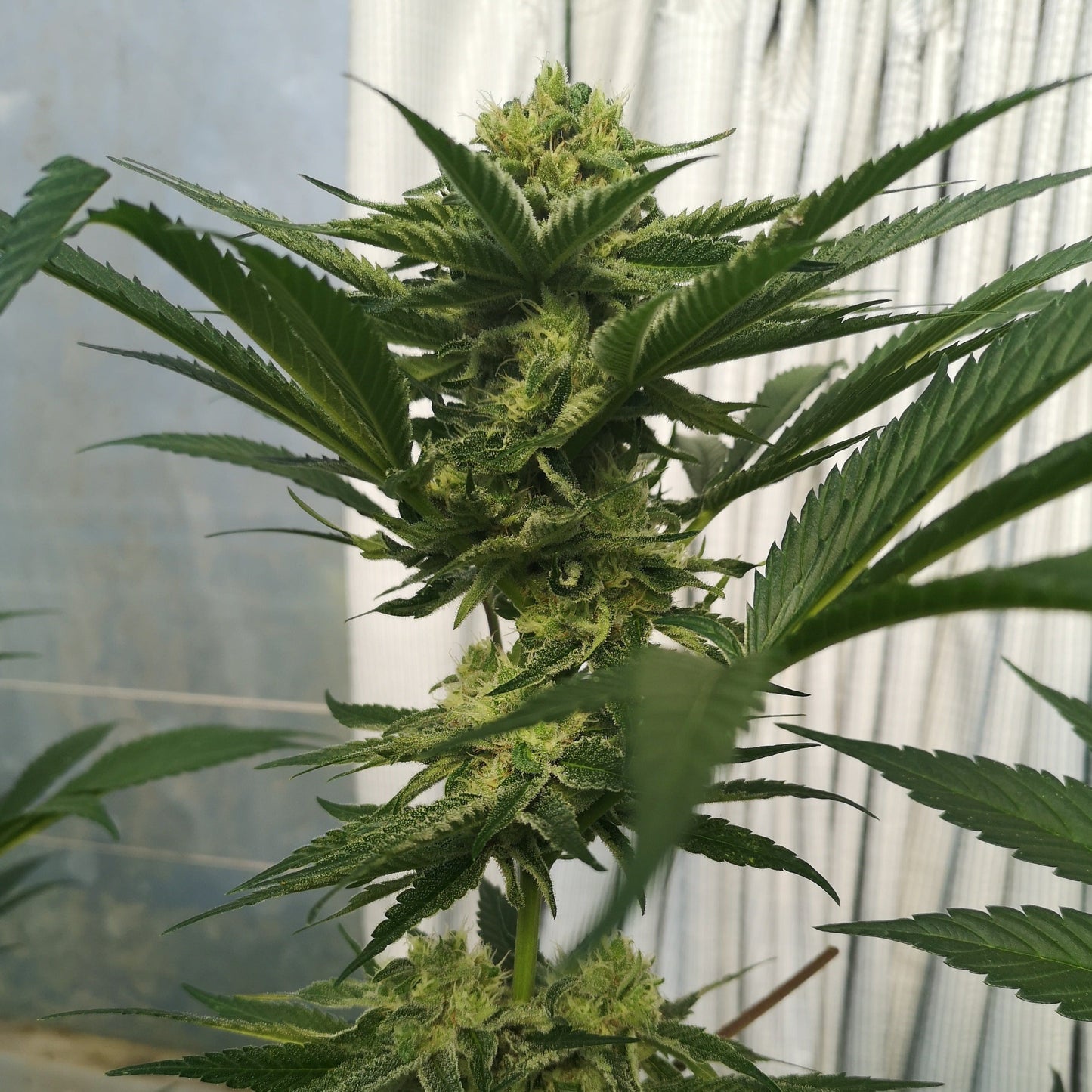 Wedding Cake Samen Feminisiert  Lucky Hemp