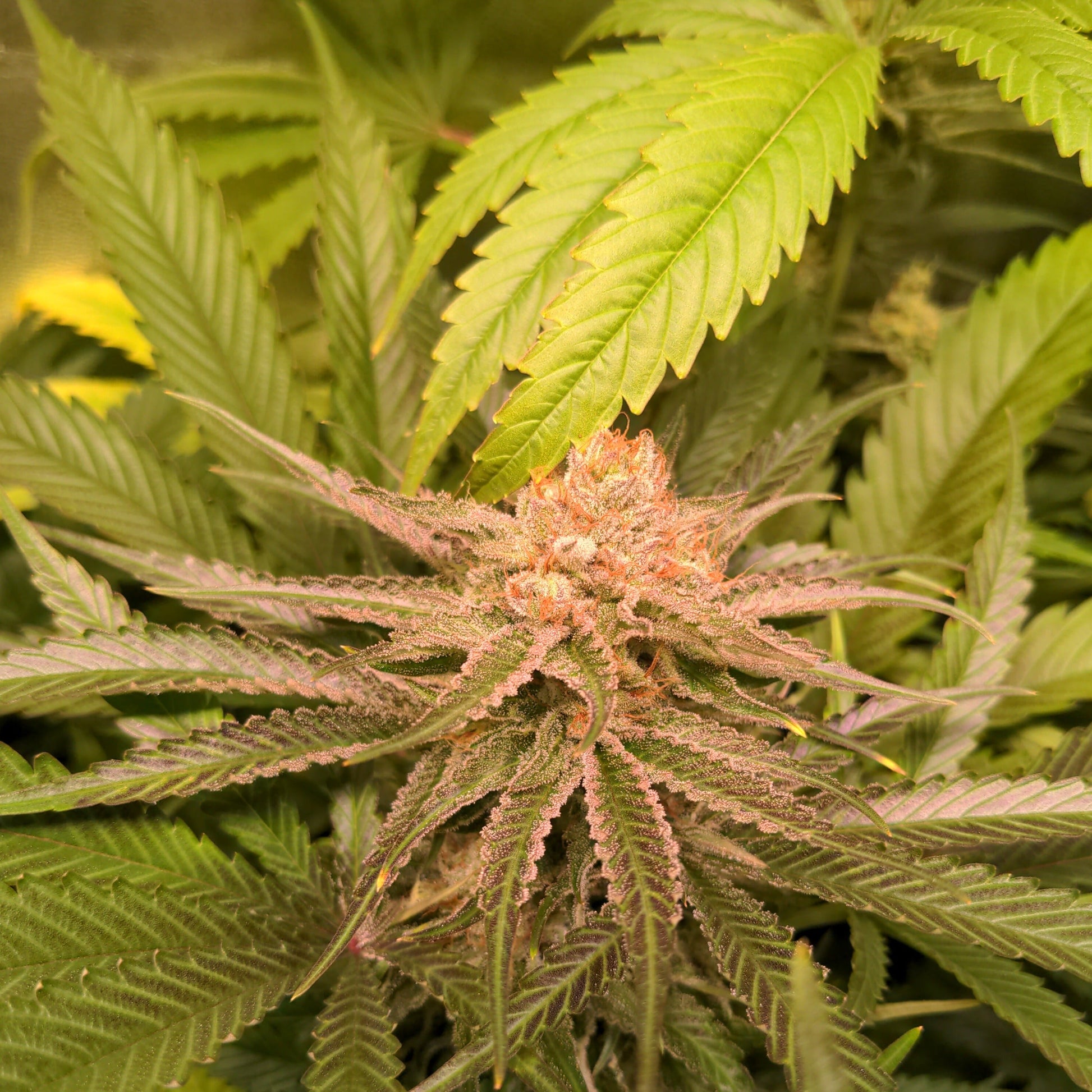 White Widow Samen Feminisiert  Lucky Hemp