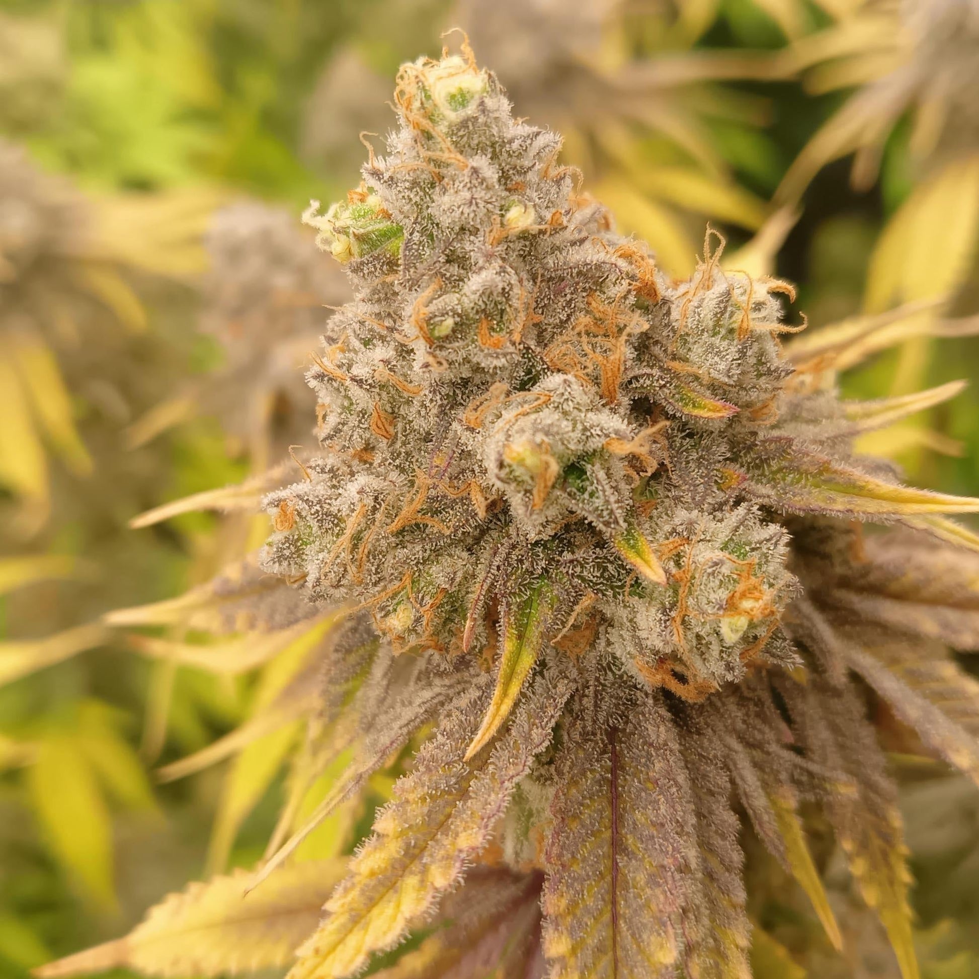 Ice Cream Cake US Samen Feminisiert Samen Lucky Hemp