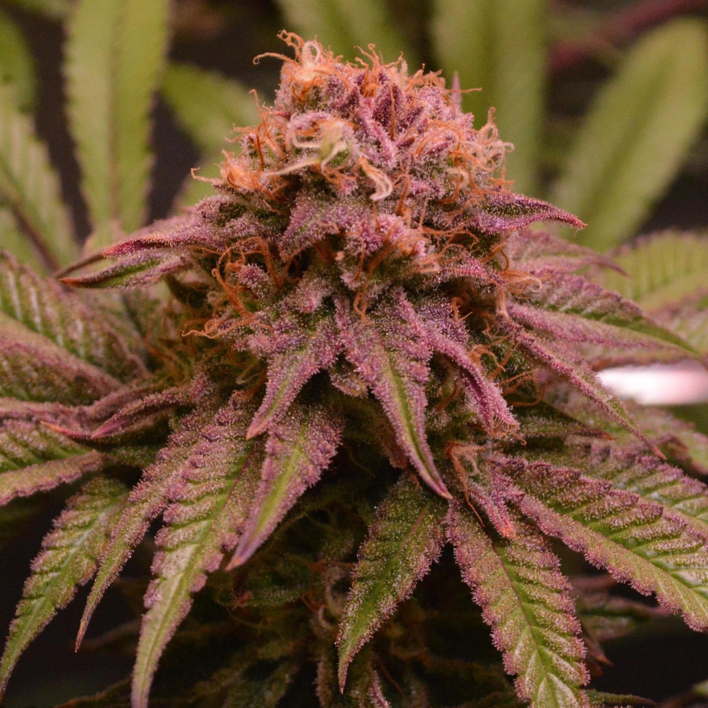 Blueberry Samen Automatik Samen Lucky Hemp   