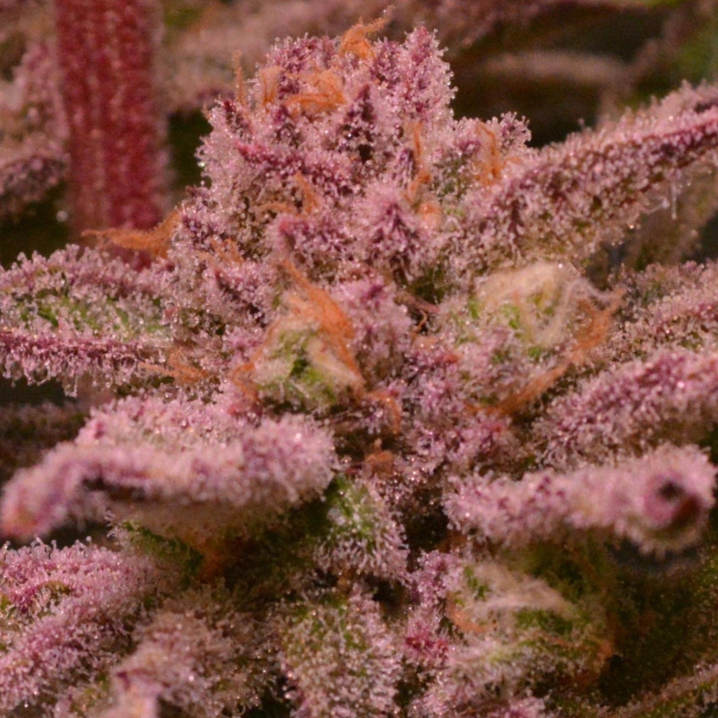 Blueberry Samen Automatik Samen Lucky Hemp   