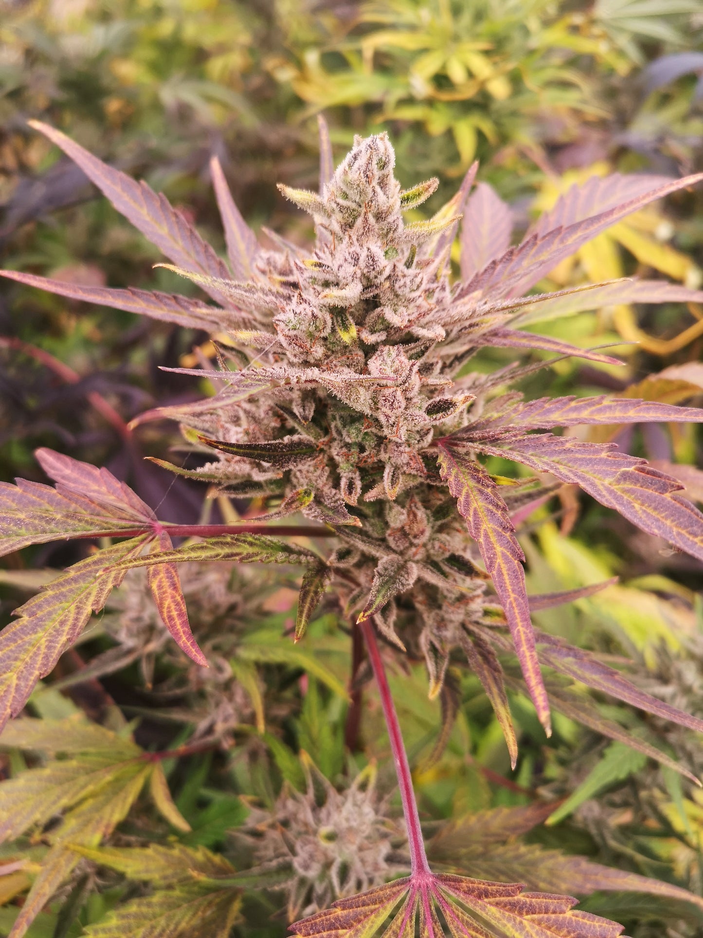 AK47 Samen Automatik  Lucky Hemp   