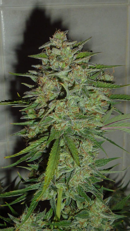 Blue Critical Samen Automatik Samen Lucky Hemp   