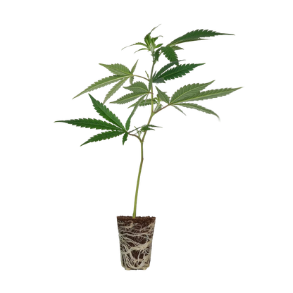 LSD Steckling Steckling Lucky Hemp   