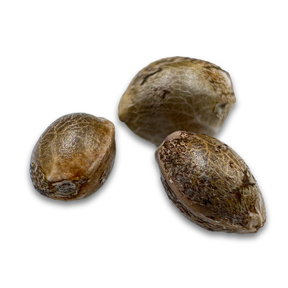 3x OG Kush Samen Feminisiert Samen Lucky Hemp