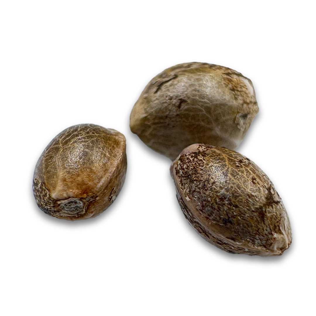 3x OG Kush Samen Feminisiert Samen Lucky Hemp