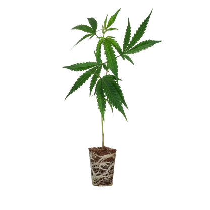 Platinum Chunck Cookies Steckling Steckling Lucky Hemp   