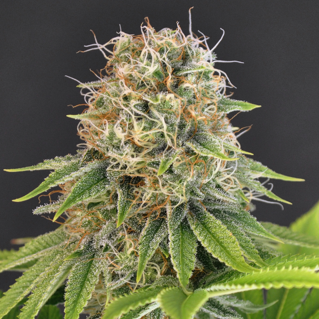 Bubble Gum Samen Feminisiert Samen Lucky Hemp
