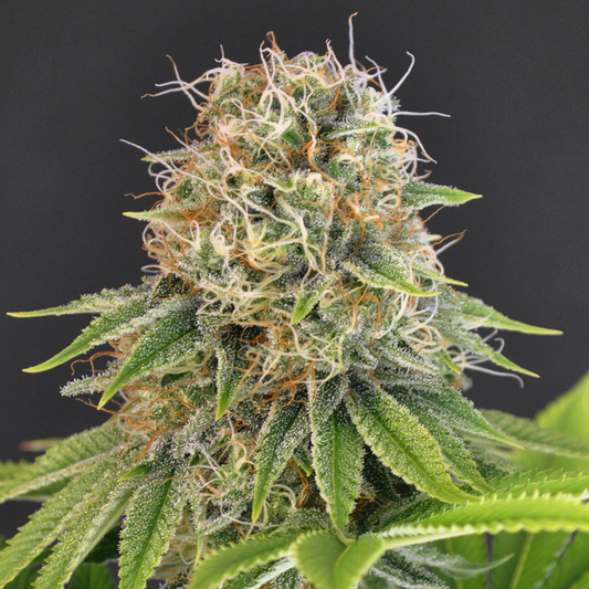 Bubble Gum Samen Feminisiert Samen Lucky Hemp