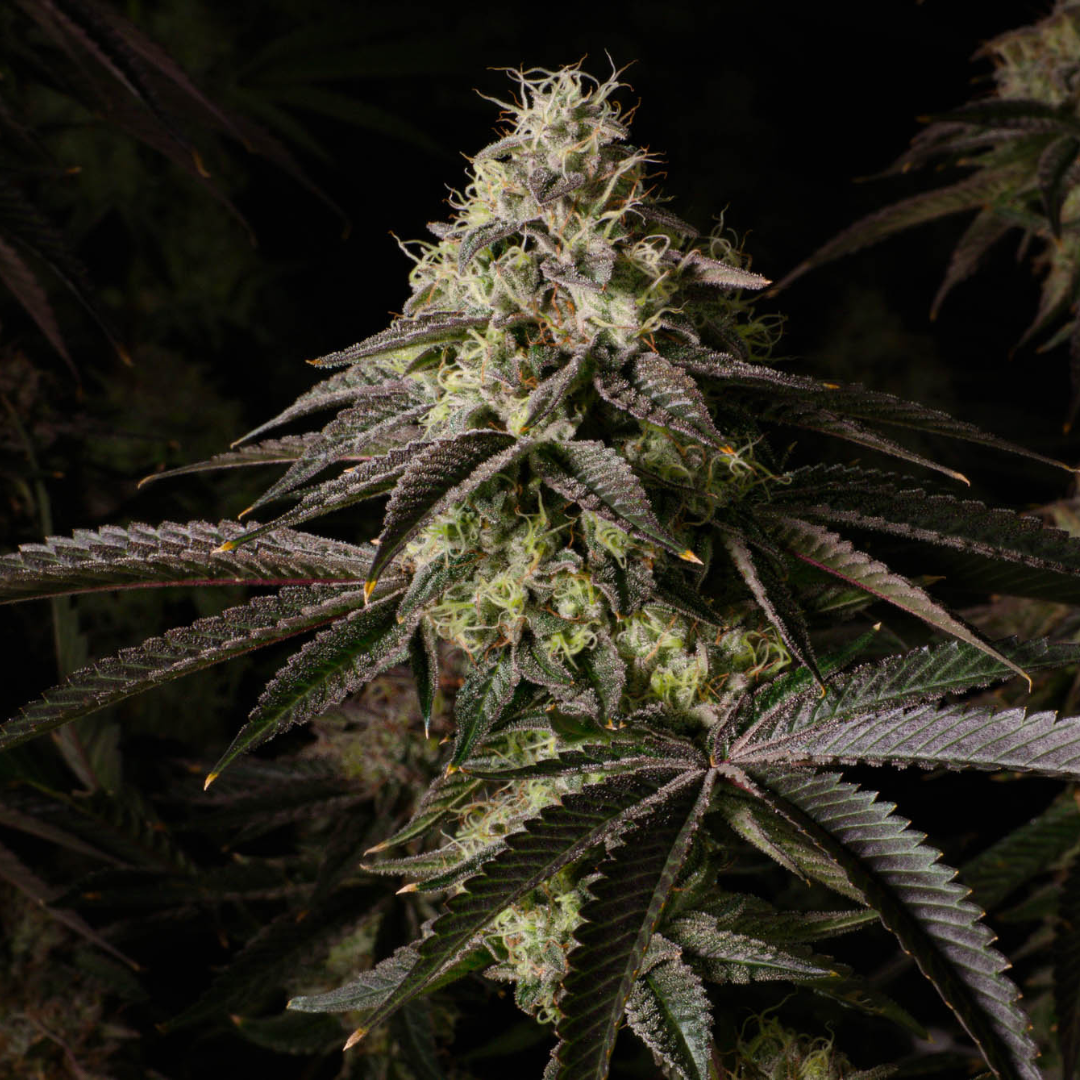 Kosher Kush Samen Feminisiert Samen Lucky Hemp