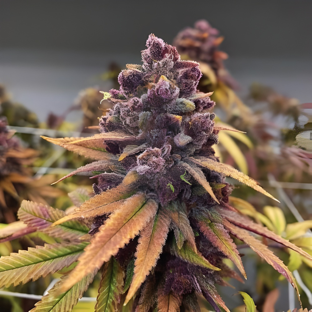 Biscotti Pink Champagne Samen Feminisiert Samen Lucky Hemp