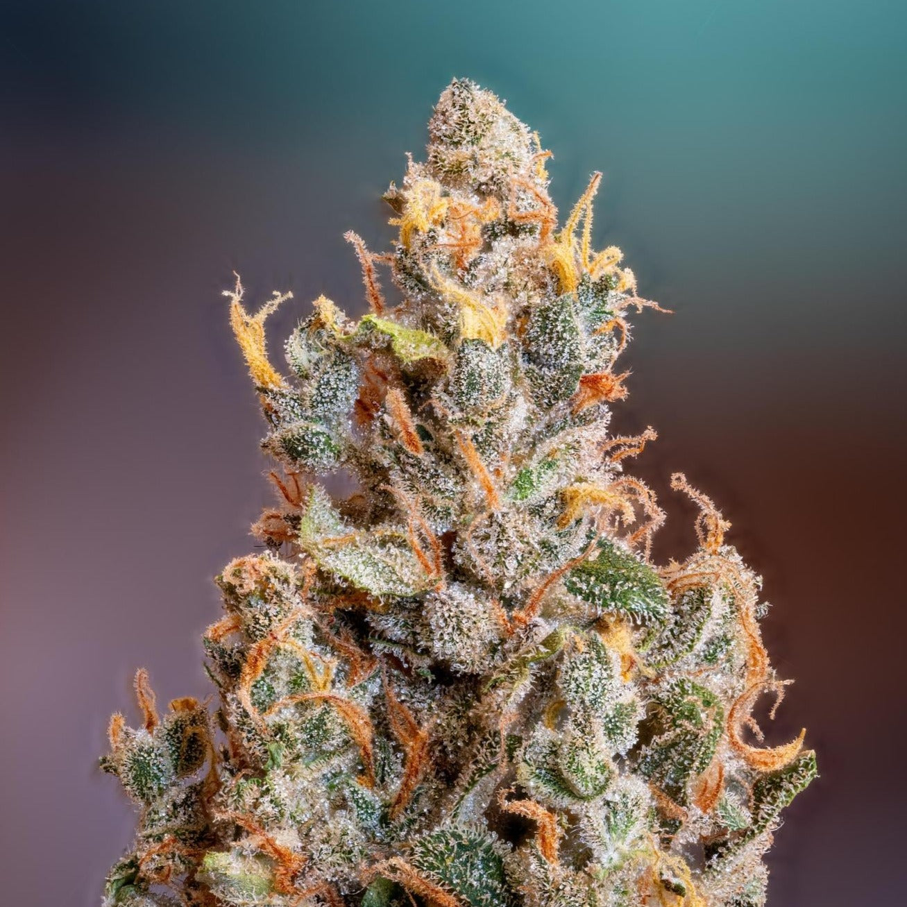 Sunset Sherbet US Samen Feminisiert Samen Lucky Hemp   