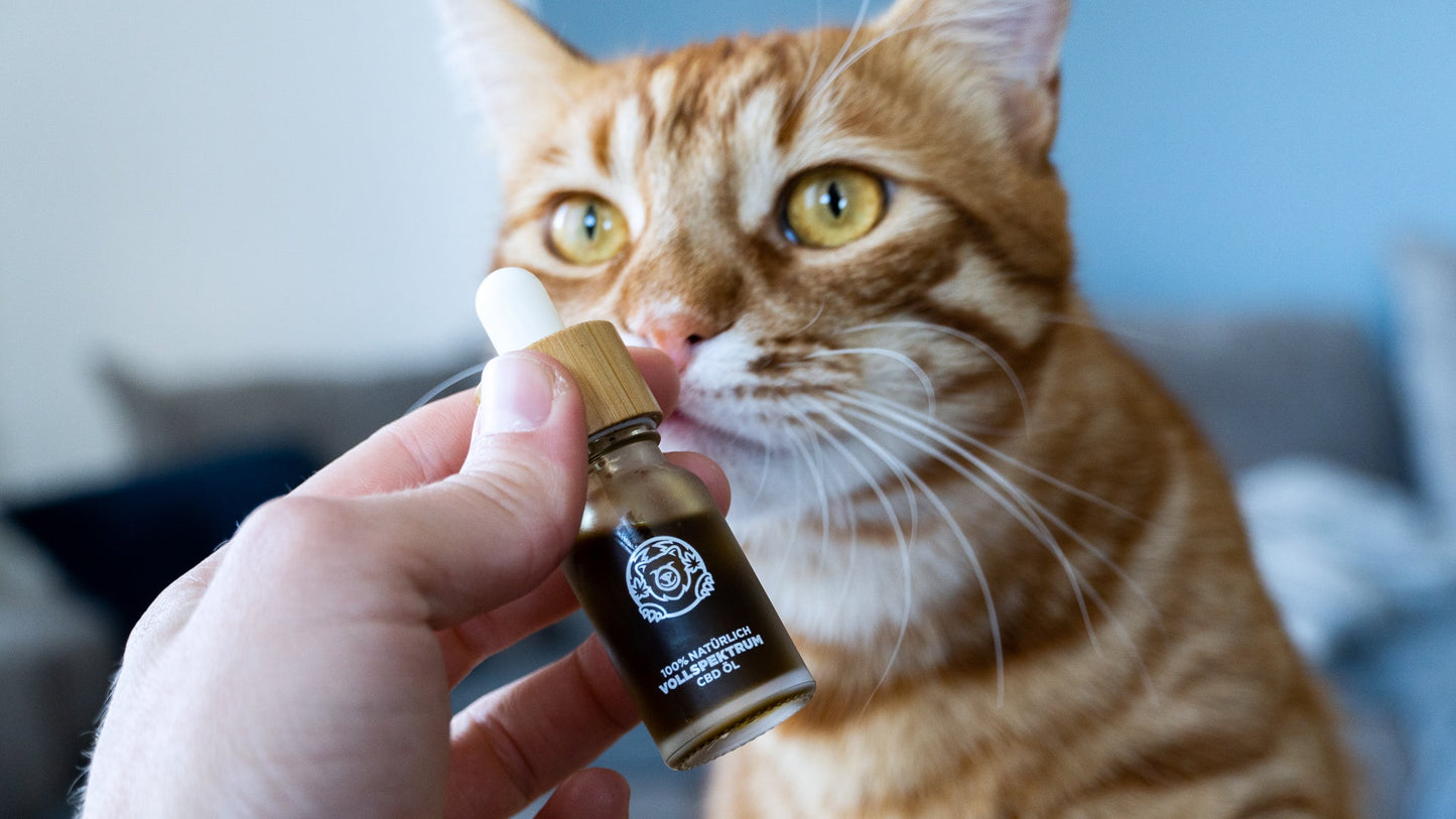 Bacon CBD-Öl Öle Lucky Hemp   
